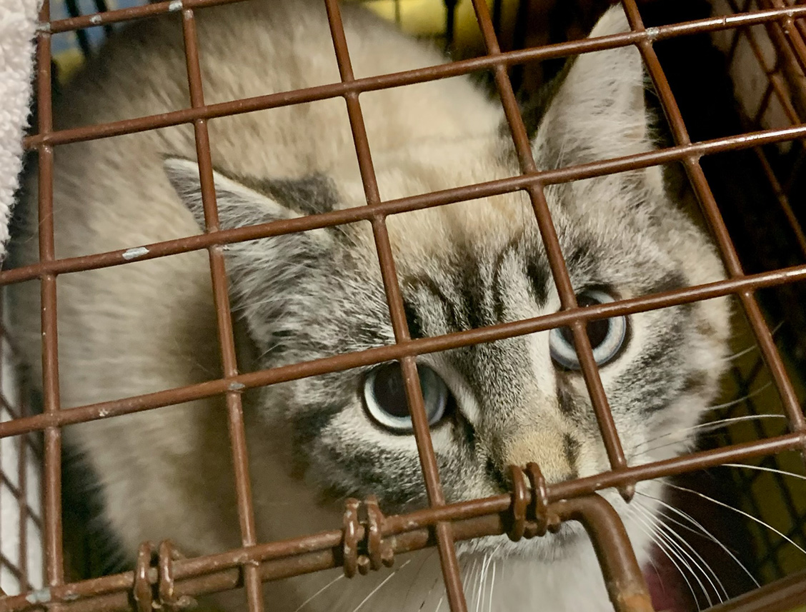 light tabby with blue eyes peering up through the mesh of a cat trap