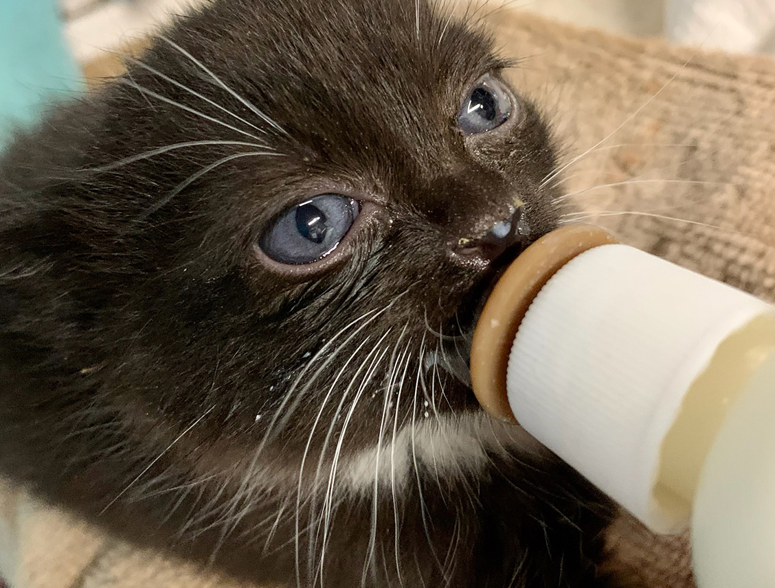 very tiny black kitten with blue eyes being bottle fed